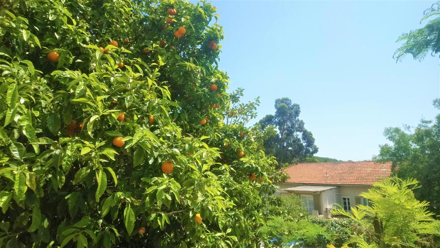 Parcs et Jardins à Bormes-Les-Mimosas : Hôtel Les Jardins de Bormes
